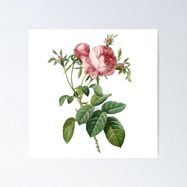 Item preview, Pink Rose designed and sold by Adidit.
