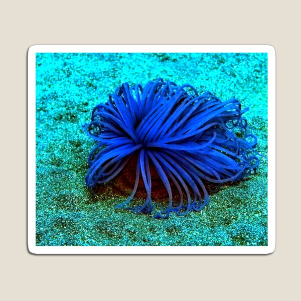 Item preview, Sea anemone photo with high resolution quality designed and sold by Allyouneed-2.
