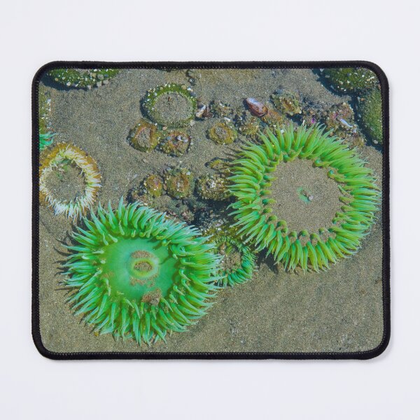 Item preview, Sea anemone photo with high resolution quality designed and sold by Allyouneed-2.