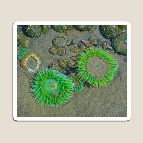 Item preview,  Sea anemone photo with high resolution quality designed and sold by Allyouneed-2.