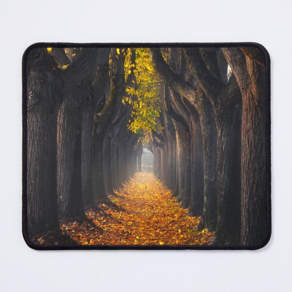 Item preview, Autumn foliage in tree-lined walkway. Lucca, Italy. designed and sold by Stefano Orazzini.