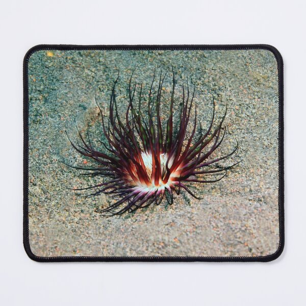 Item preview, Sea anemone photo with high resolution quality designed and sold by Allyouneed-2.