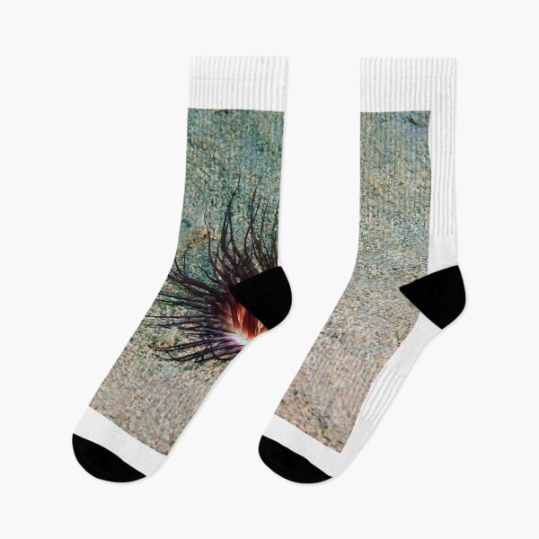 Item preview, Sea anemone photo with high resolution quality designed and sold by Allyouneed-2.