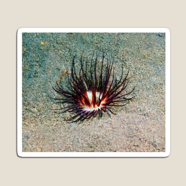 Item preview, Sea anemone photo with high resolution quality designed and sold by Allyouneed-2.