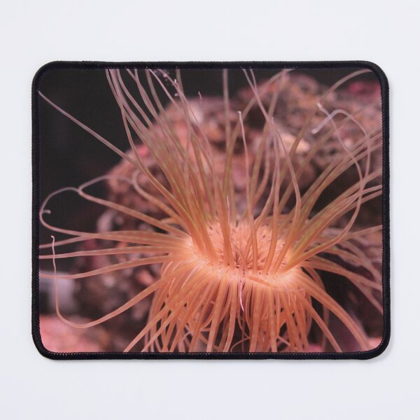 Item preview, Sea anemone photo with high resolution quality designed and sold by Allyouneed-2.