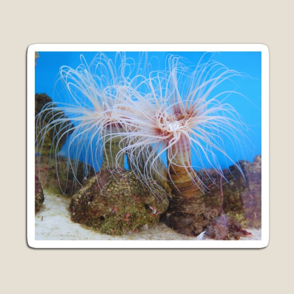 Item preview,  Sea anemone photo with high resolution quality designed and sold by Allyouneed-2.