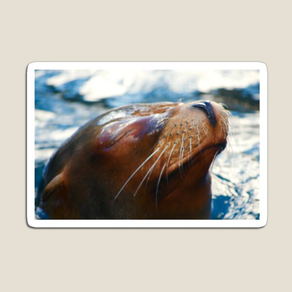 Item preview, Happy Sea Lion designed and sold by StephanieY.