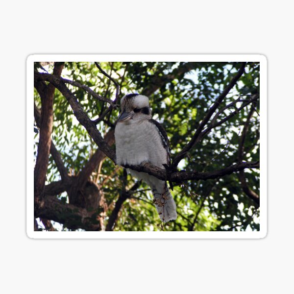Item preview, Australian Kookaburra  designed and sold by Jane M Lucas.