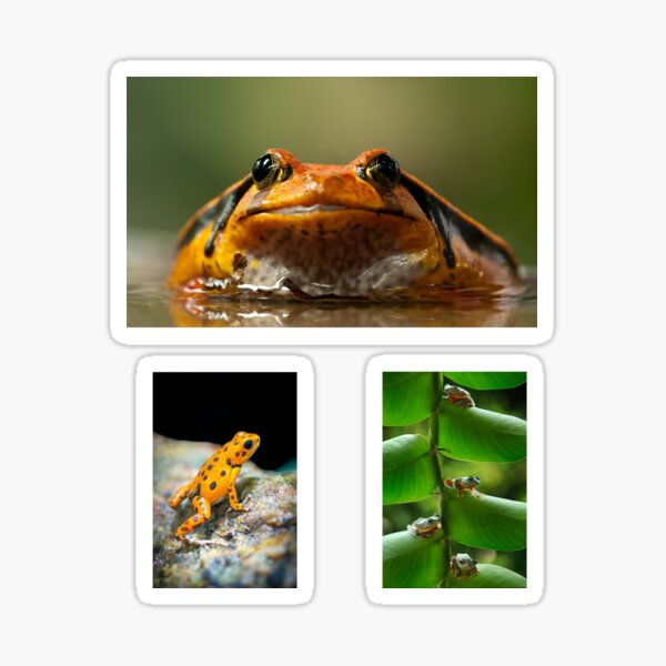 D20 sticker frog edition