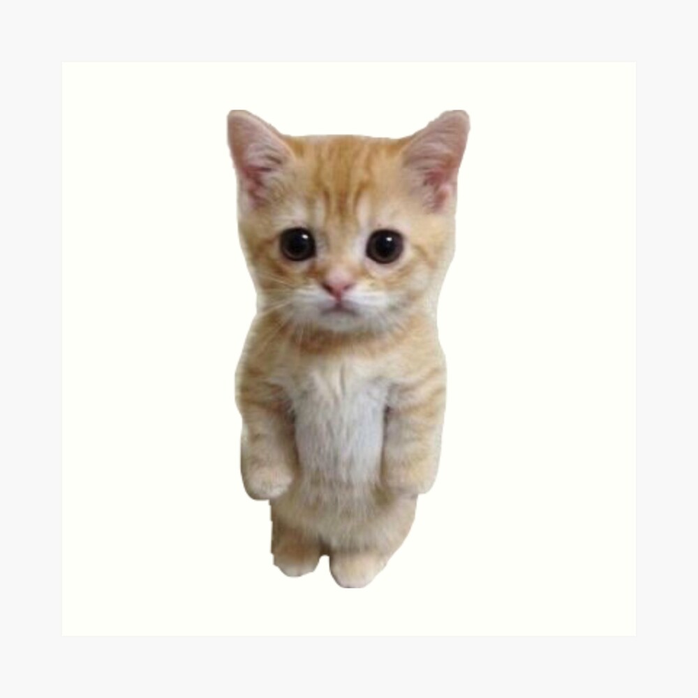 Standing kitten 