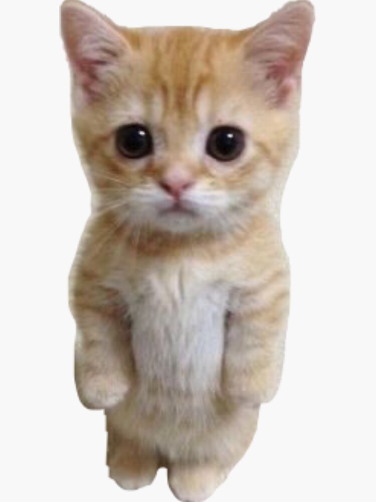 Standing kitten Sticker for Sale by bellagschwartz Redbubble