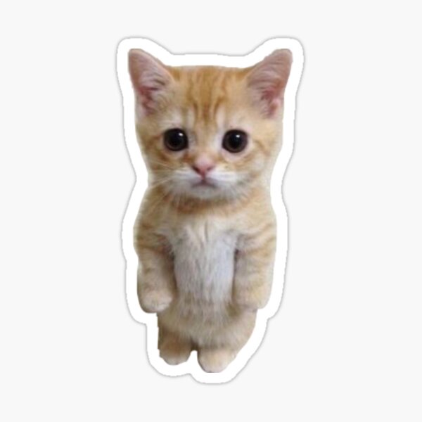 "Standing kitten " Sticker for Sale by bellagschwartz | Redbubble