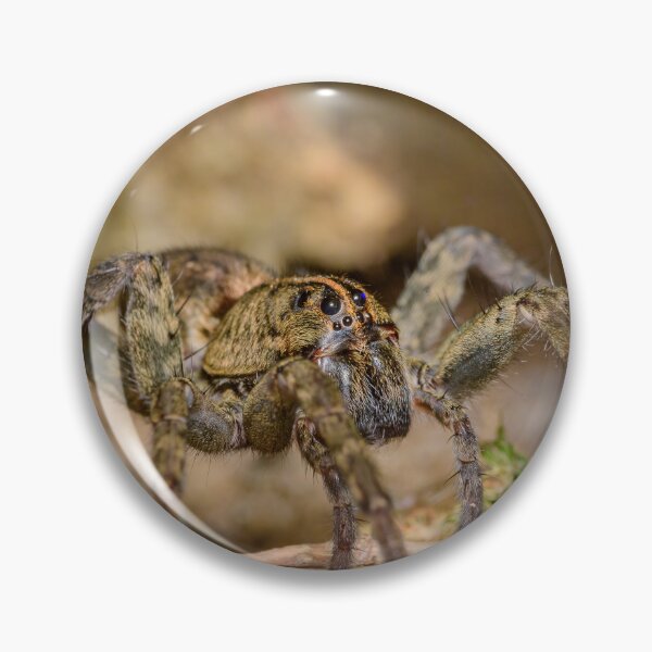 Item preview, Tiger Spider (Tigrosa sp.) designed and sold by spiderdaynight.