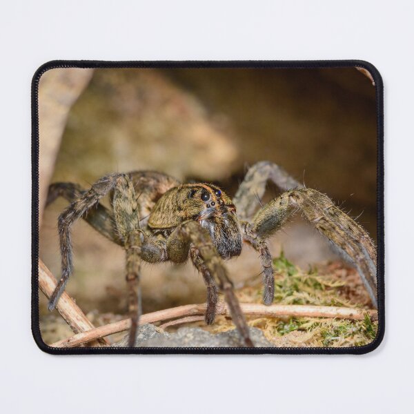 Item preview, Tiger Spider (Tigrosa sp.) designed and sold by spiderdaynight.