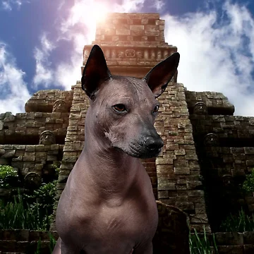 Artwork thumbnail, Aztec dog by edleon