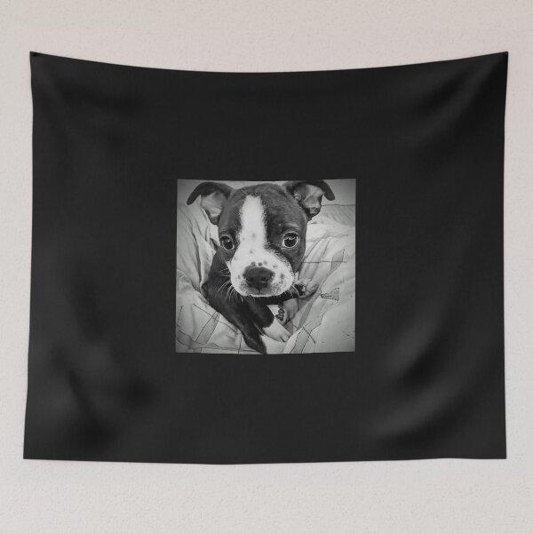 Item preview, DJ the Frenchton puppy - photograph  designed and sold by MazerolleArt.