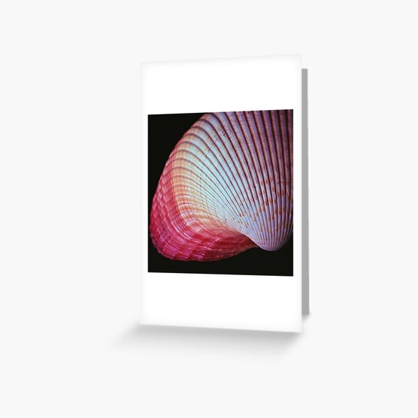 www.lizgarnett.com - uk62932 - pink shell Greeting Card