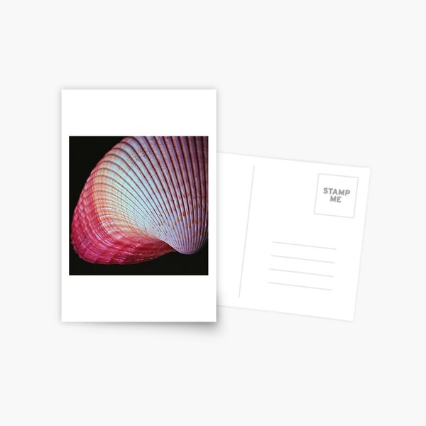 www.lizgarnett.com - uk62932 - pink shell Postcard