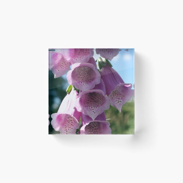 Item preview, Digitalis purpurea designed and sold by BirgitOehmig.