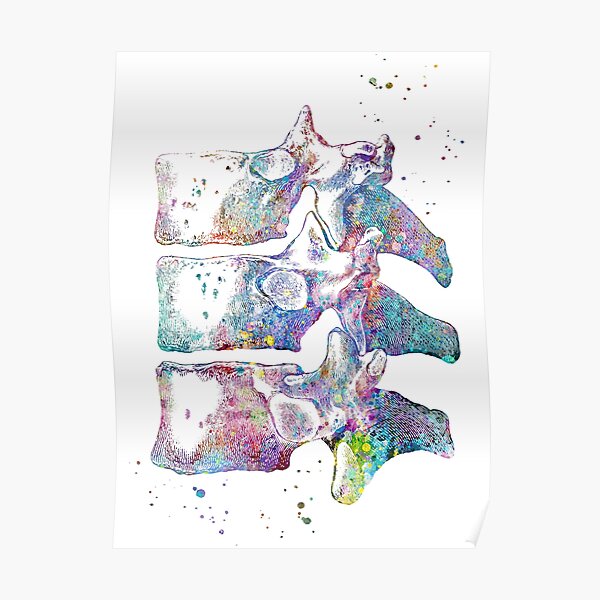 Thoracic Vertebrae Poster For Sale By Evasdreams Redbubble 4582