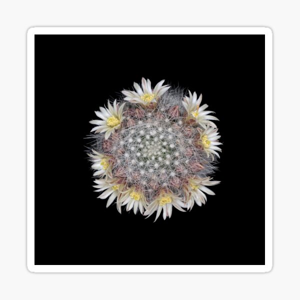 Cactus 432 Sticker