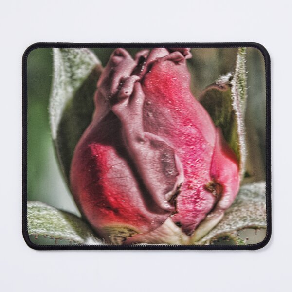 Item preview, Rose Bud designed and sold by bloomingvine.
