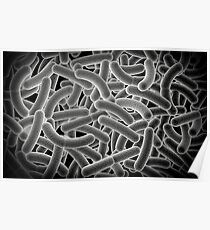 Mikroskopische Ansicht von Bacilli-Bakterien. Poster