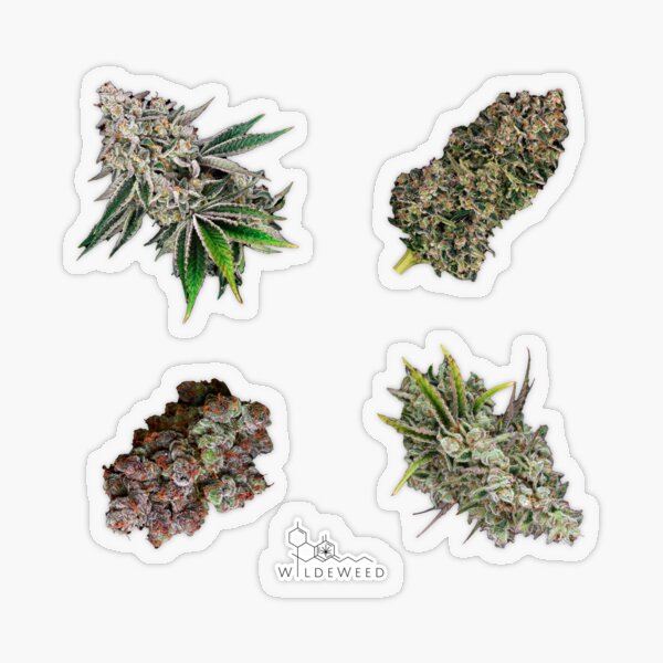 Item preview, Weed Sticker Sheet Cannabis Buds designed and sold by wildeweed.