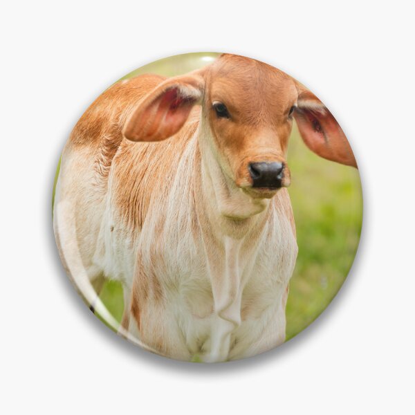 Item preview, Fuzzy eared baby Brahma designed and sold by noblephoto.