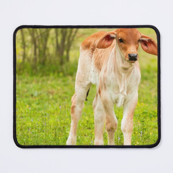 Item preview, Fuzzy eared baby Brahma designed and sold by noblephoto.