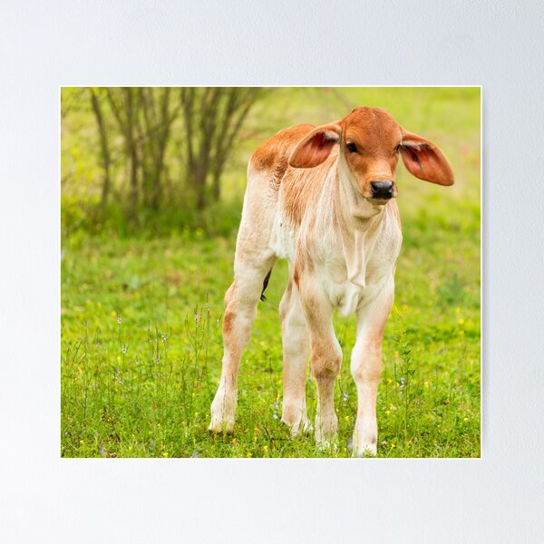 Item preview, Fuzzy eared baby Brahma designed and sold by noblephoto.