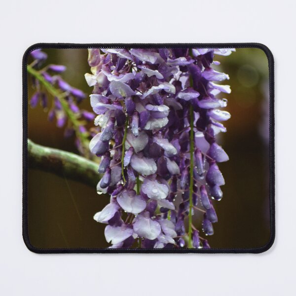 Item preview, Wisteria in the rain designed and sold by DynamiteNoodles.