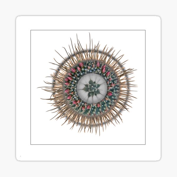 Cactus 453 Sticker