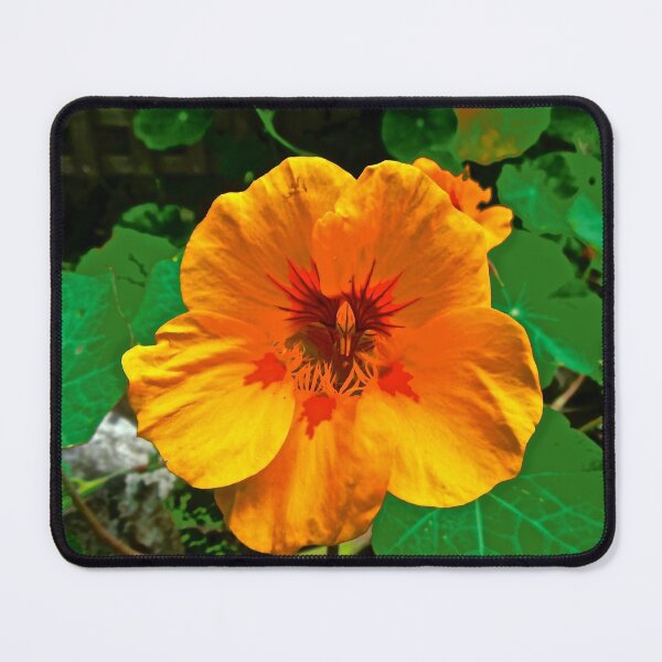 Item preview, Orange Nasturtium designed and sold by Shulie1.