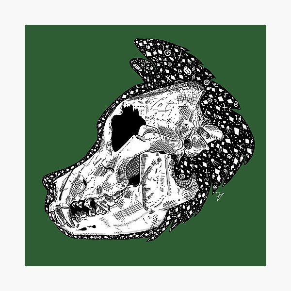 wolf skull Photographic Print