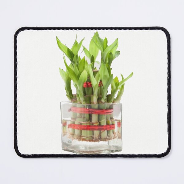Item preview, House Plant designed and sold by Saiamrita123.