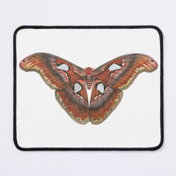 Aperçu de l'œuvre Atlas Moth White créée et vendue par Sami Bayly.