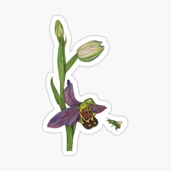 Item preview, Orchid Bee and the Bee Orchid designed and sold by Sami Bayly.