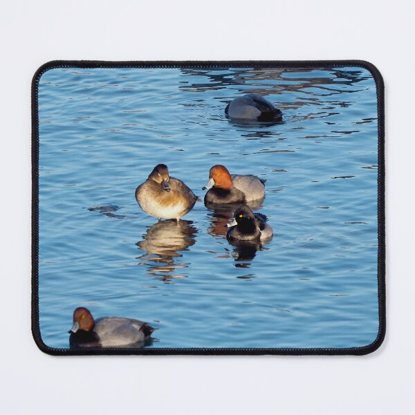 Item preview, Redhead Ducks And A Ring-necked Duck Swimming designed and sold by BackyardBirder.