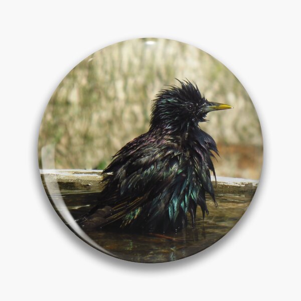 Item preview, Common Starling In A Bird Bath designed and sold by BackyardBirder.