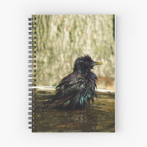 Item preview, Common Starling In A Bird Bath designed and sold by BackyardBirder.