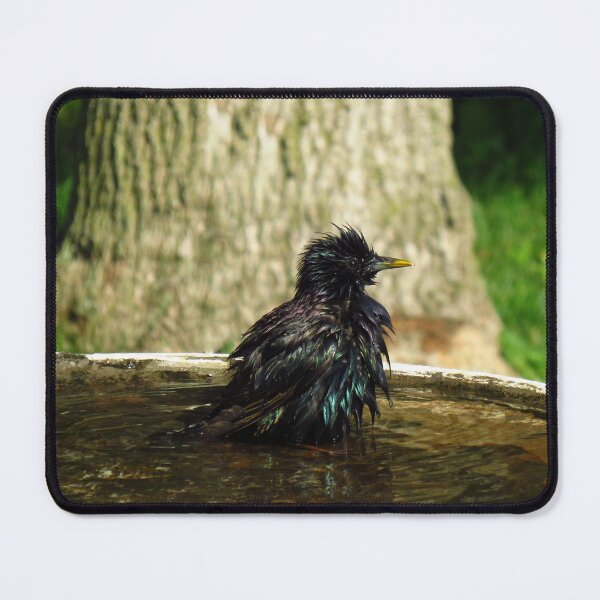 Item preview, Common Starling In A Bird Bath designed and sold by BackyardBirder.