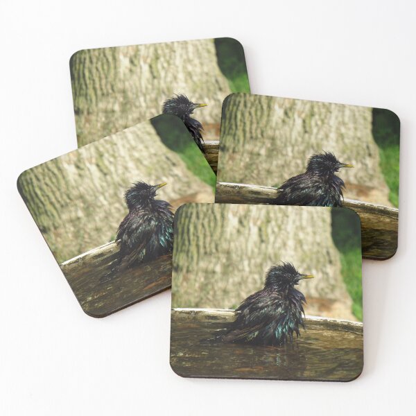 Item preview, Common Starling In A Bird Bath designed and sold by BackyardBirder.