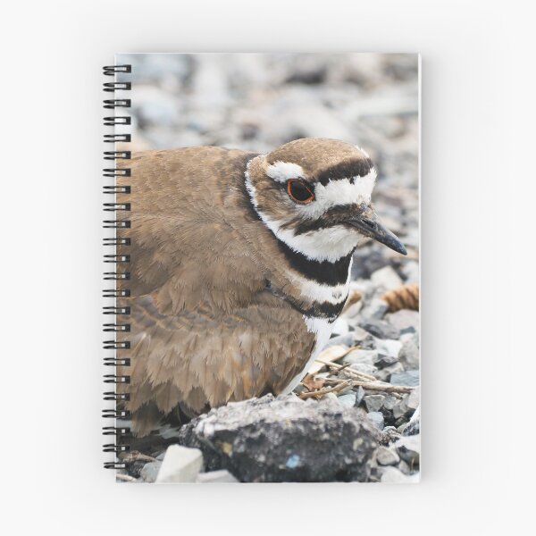 Item preview, Killdeer Bird Guarding Her Nest designed and sold by BackyardBirder.
