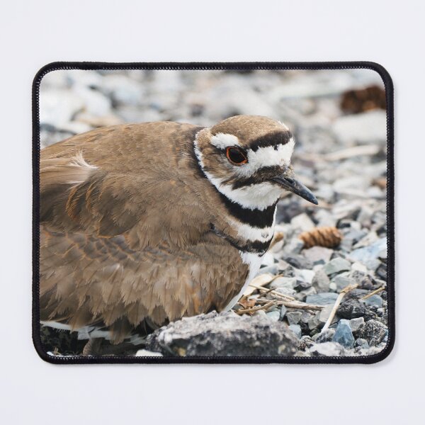 Item preview, Killdeer Bird Guarding Her Nest designed and sold by BackyardBirder.