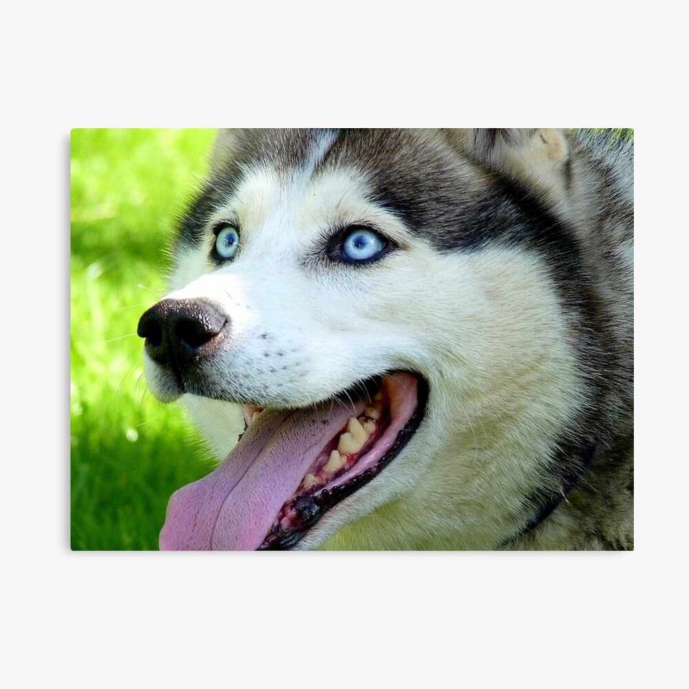 eyes of siberian husky