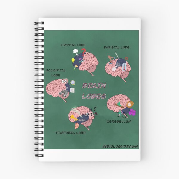 Item preview, Brain lobes designed and sold by BiologyDrawn.