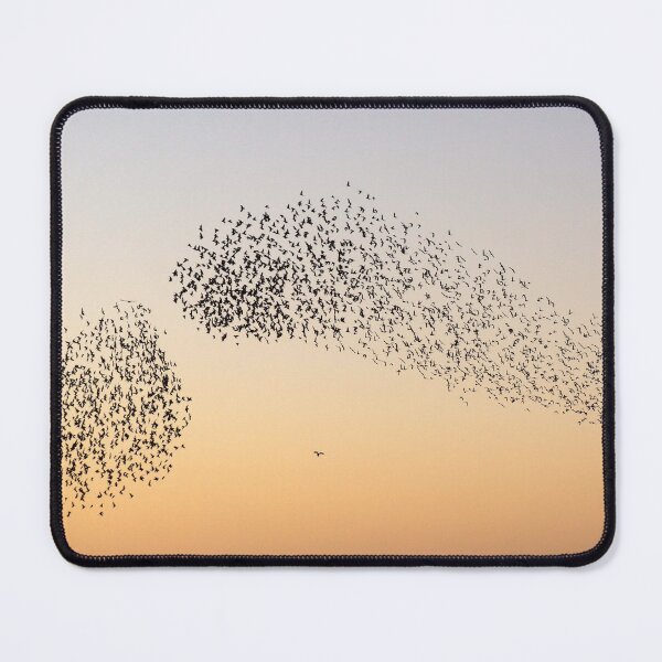 Item preview, Sparrowhawk hunting starlings  designed and sold by GreyFeatherPhot.