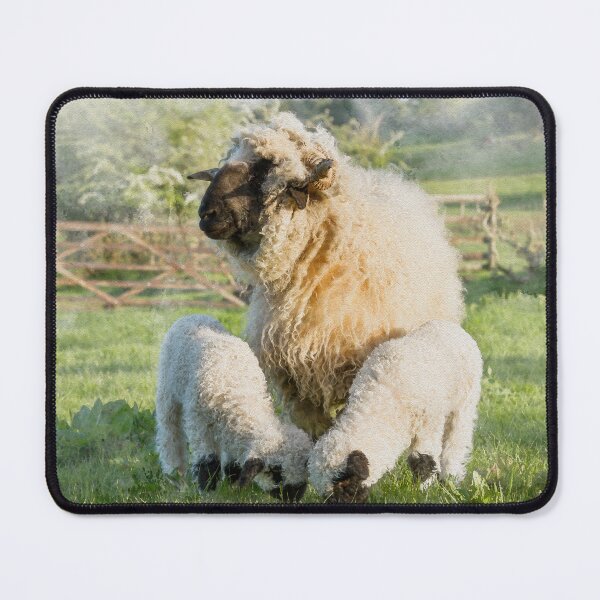 Item preview, Watercolour Photograph of Valais Blacknose Sheep and Her Twin Lambs designed and sold by Jane Stanley Photography.