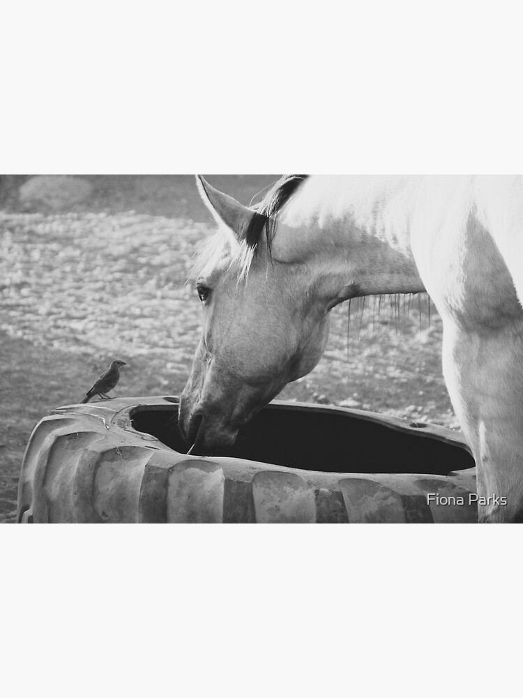 "Horse eating with bird" Poster for Sale by picsforponies Redbubble